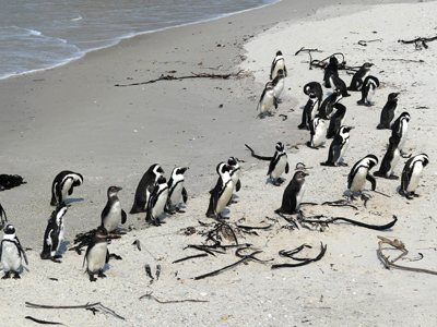 penguins